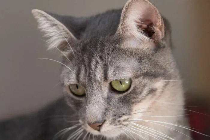 Gato ra a  idade 1 ano nome Glen