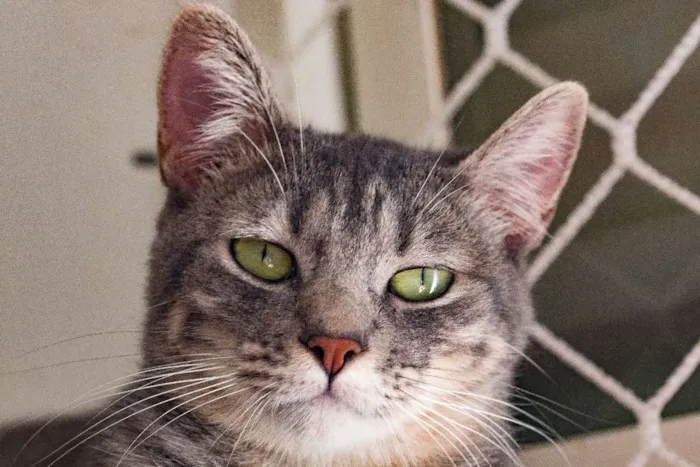 Gato ra a  idade 1 ano nome Glen