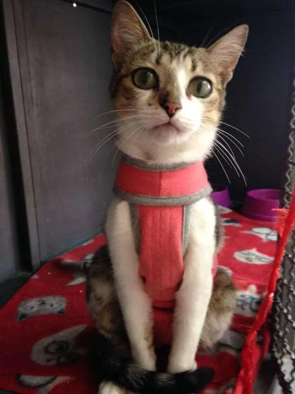 Gato ra a  idade 1 ano nome Zoeh