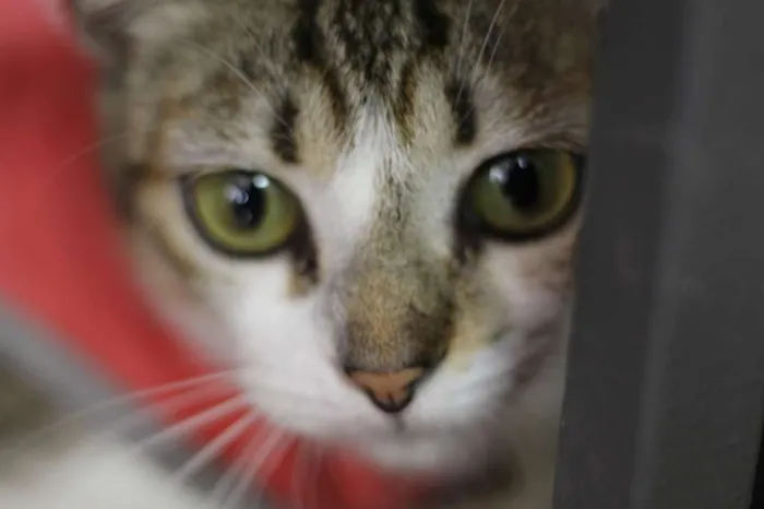 Gato ra a  idade 1 ano nome Zoeh