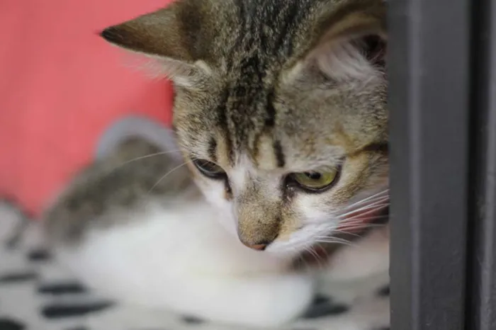 Gato ra a  idade 1 ano nome Zoeh