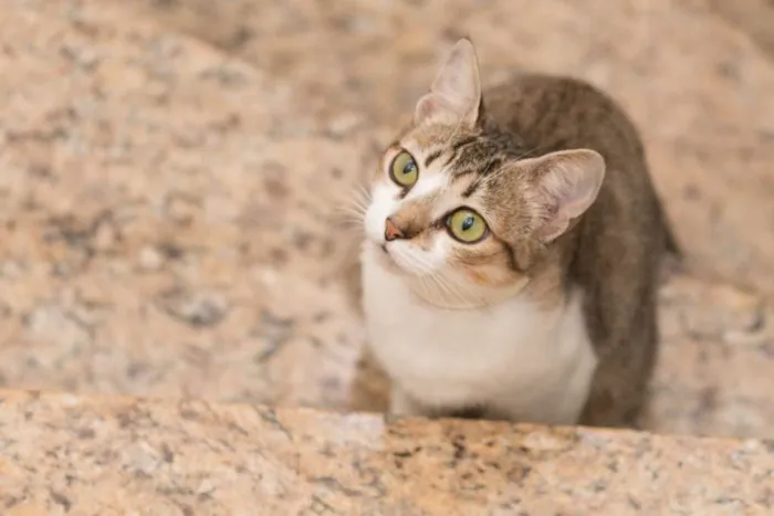 Gato ra a  idade 1 ano nome Zoeh