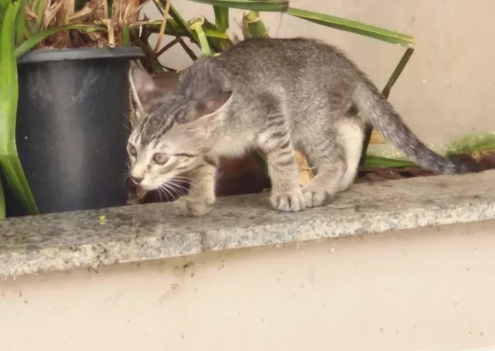 Gato ra a  idade 2 a 6 meses nome Shun