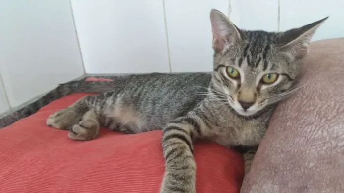 Gato ra a  idade 2 a 6 meses nome Shun