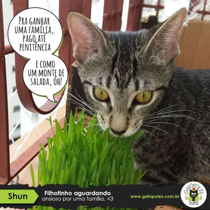 Gato ra a  idade 2 a 6 meses nome Shun