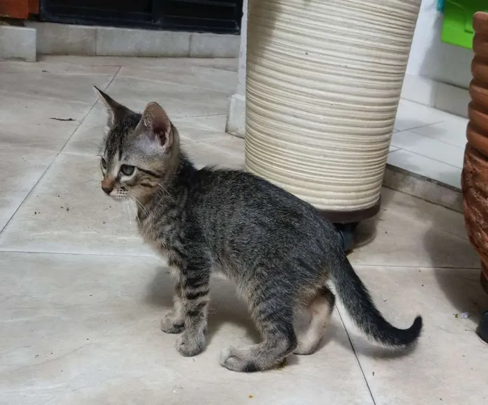 Gato ra a  idade 2 a 6 meses nome ikki