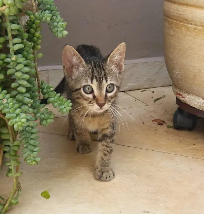 Gato ra a  idade 2 a 6 meses nome ikki