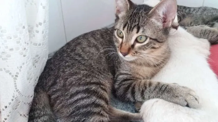 Gato ra a  idade 2 a 6 meses nome ikki
