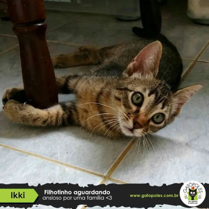 Gato ra a  idade 2 a 6 meses nome ikki