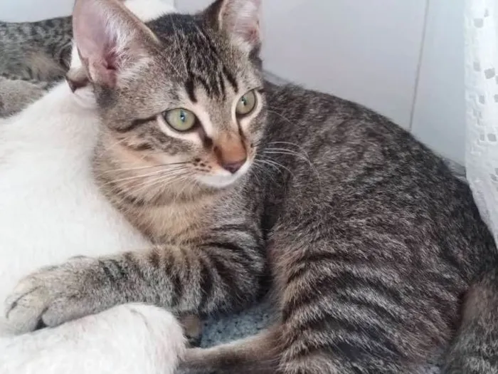 Gato ra a  idade 2 a 6 meses nome ikki