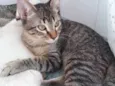 ikki