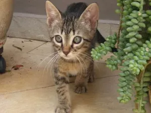 Gato raça  idade 2 a 6 meses nome ikki