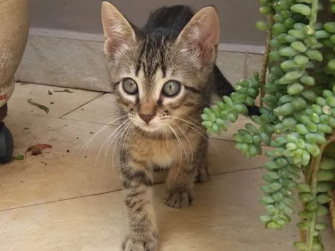 Gato ra a  idade 2 a 6 meses nome ikki
