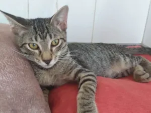 Gato raça  idade 2 a 6 meses nome Shun
