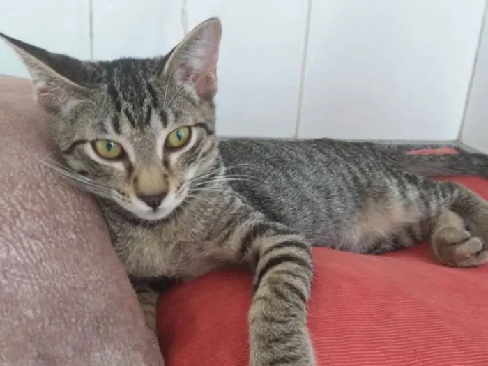 Gato ra a  idade 2 a 6 meses nome Shun