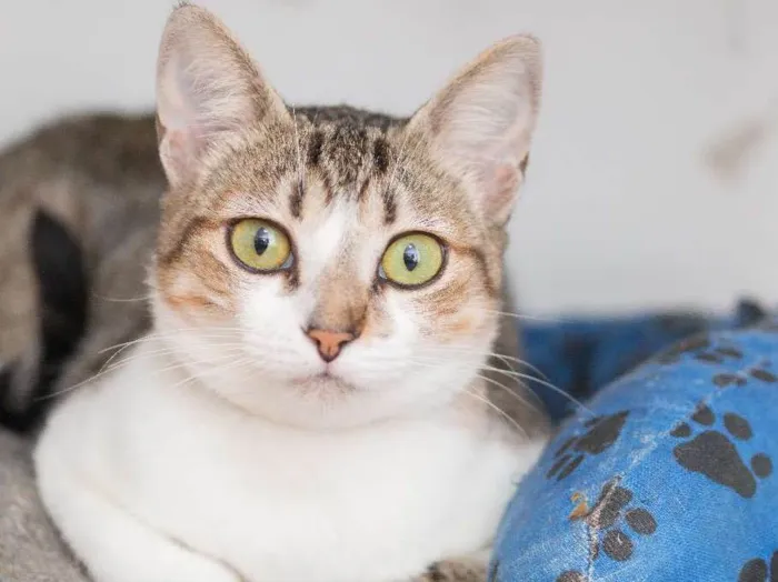 Gato ra a  idade 1 ano nome Zoeh