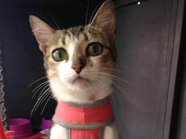 Gato ra a  idade 1 ano nome Zoeh