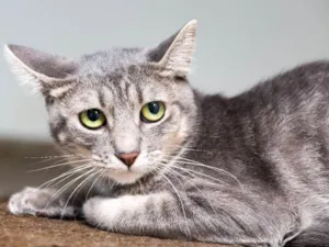 Gato raça  idade 1 ano nome Glen