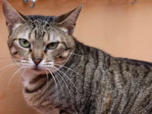 Gato raça  idade 3 anos nome Beth