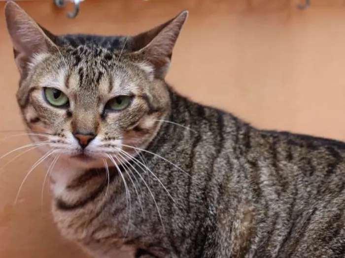 Gato ra a  idade 3 anos nome Beth
