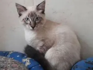 Gato raça  idade 7 a 11 meses nome Sabino
