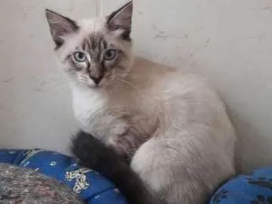 Gato ra a  idade 7 a 11 meses nome Sabino