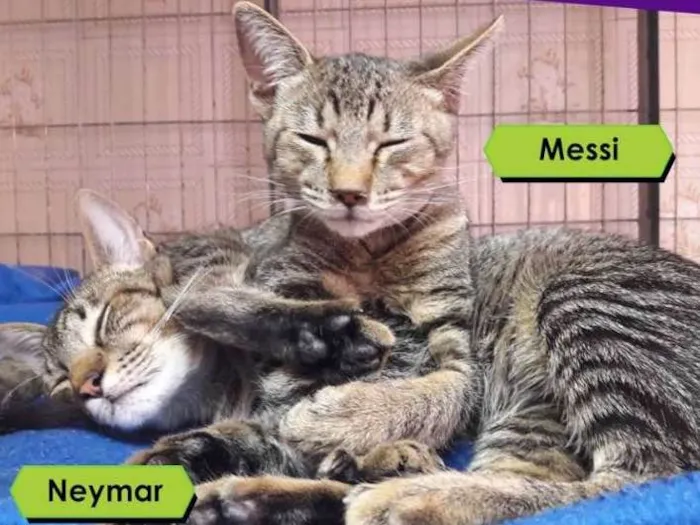 Gato ra a  idade 7 a 11 meses nome Neymar e Messi