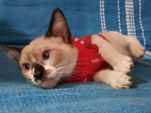 Gato raça Sem raça  idade 2 a 6 meses nome Sem nome