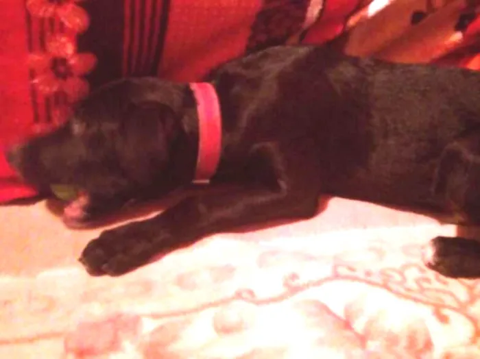 Cachorro raça Labrador  idade 2 a 6 meses nome Soneca e pipoca
