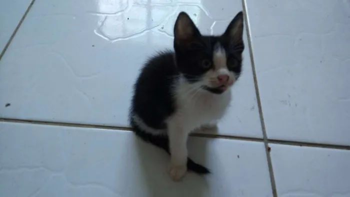 Gato ra a Não definida idade 2 a 6 meses nome Sem Nome