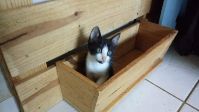 Gato ra a Não definida idade 2 a 6 meses nome Sem Nome