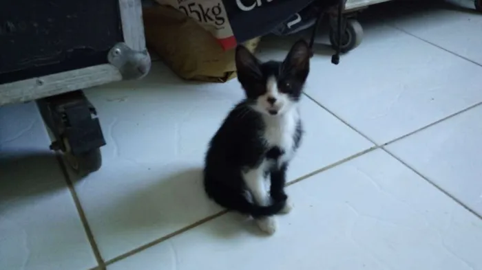 Gato ra a Não definida idade 2 a 6 meses nome Sem Nome