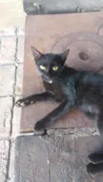 Nininha