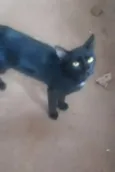 Nininha
