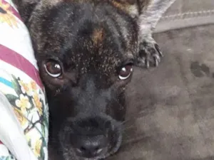 Cachorro raça Mistura de buldogue  idade 7 a 11 meses nome Taz