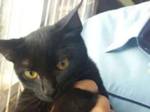 Gato raça SRD idade 2 a 6 meses nome Nininha