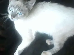 Gato raça SRD idade 2 a 6 meses nome Ritinha