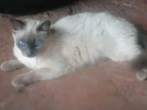 Gato raça SRD idade 2 anos nome Marta
