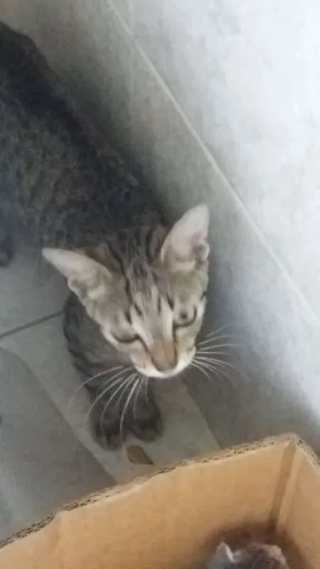 Gato ra a indeterminada idade 2 a 6 meses nome fofinho