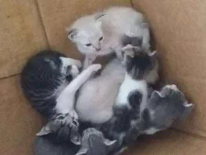 Gato raça indeterminada idade 2 a 6 meses nome fofinho