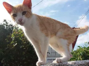 Gato raça Sem raça definida idade 2 a 6 meses nome Fofinhos