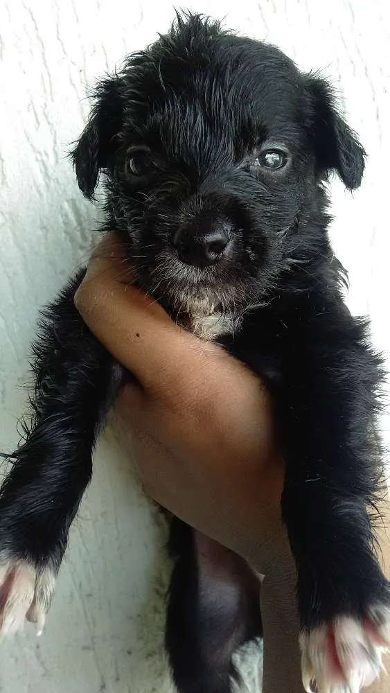 Cachorro ra a Vira lata idade 2 a 6 meses nome Sem nome