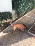 Caramelo 