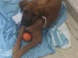 Caramelo 