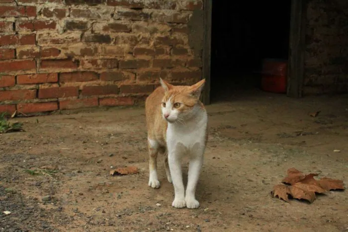 Gato ra a Sem raça definida idade 2 a 6 meses nome Alemão