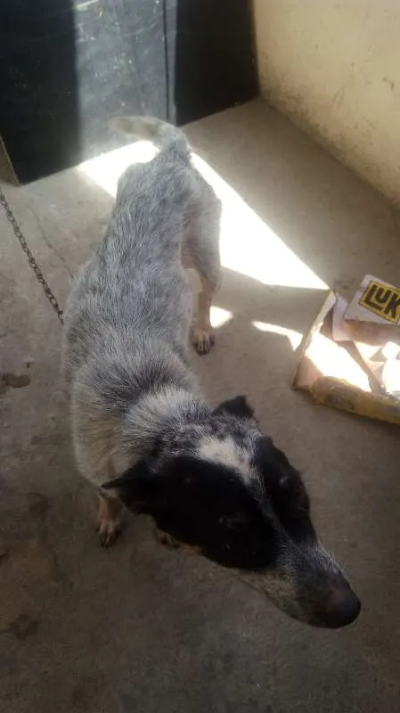 Cachorro ra a cão boiadeiro  idade 2 a 6 meses nome mel 