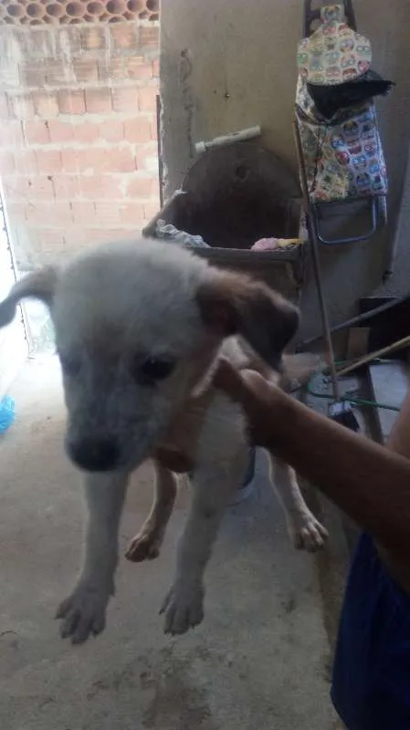 Cachorro ra a cão boiadeiro  idade 2 a 6 meses nome mel 