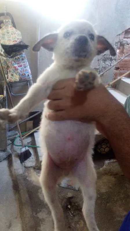Cachorro ra a cão boiadeiro  idade 2 a 6 meses nome mel 