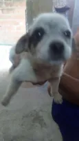 mel 