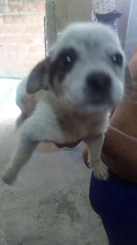 Cachorro ra a cão boiadeiro  idade 2 a 6 meses nome mel 